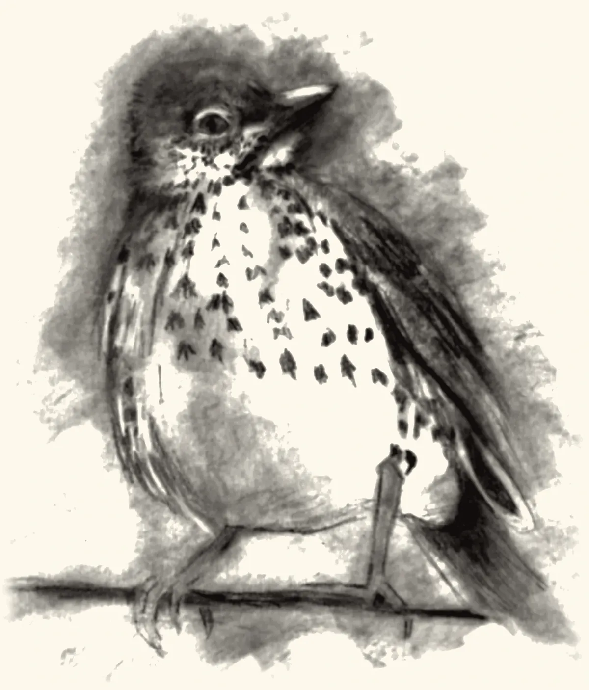 A speckled wood thrush perched on a branch.
