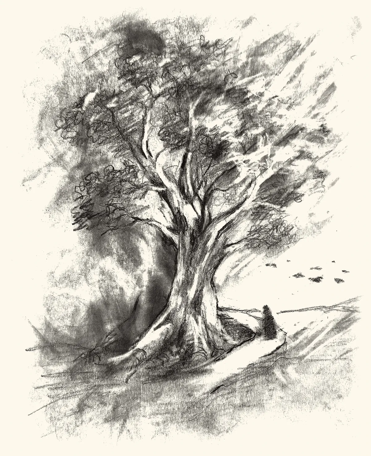 An old oak beside an open field, birds lifting from its branches.