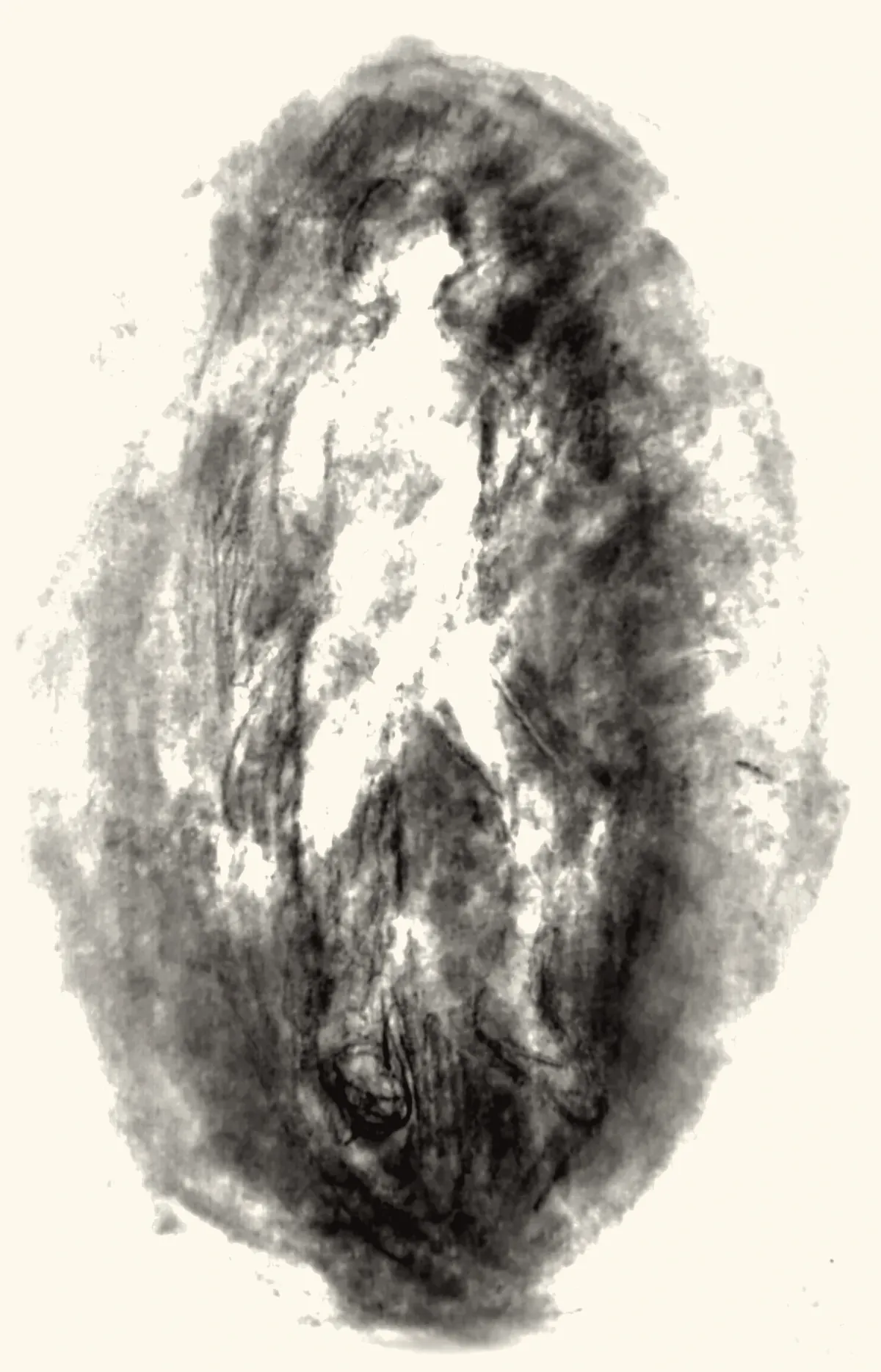 A dried leaf drawn as a dark oval.